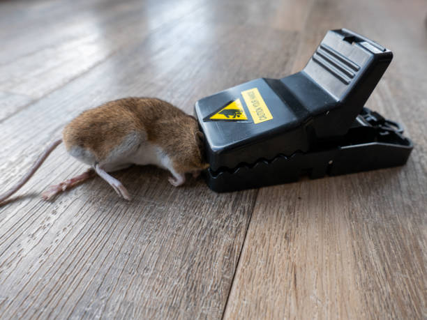 Mouse🐁 Trap ☢Free Delivery🚚Buy 2 Get 1 Free
